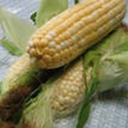 Семена кукурузы Pioneer corn фото