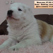 Элитные алабайчики 11.01.2013 г.р. от питомника Сарбаз фотография