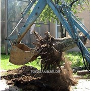 Выкорчевывание деревьев, услуги по выкорчевыванию деревьев, Борисполь, Киев