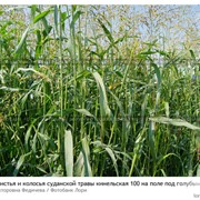 Семена суданская трава Кинельская-100 фото