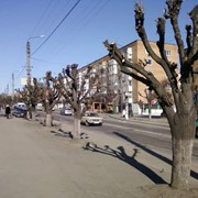 Удаление деревьев, спил деревьев (Киев, Киевская область)